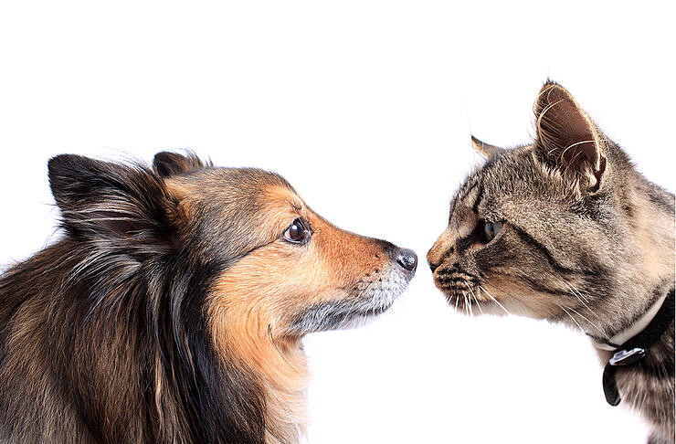 Nose To Nose Cat And Dog